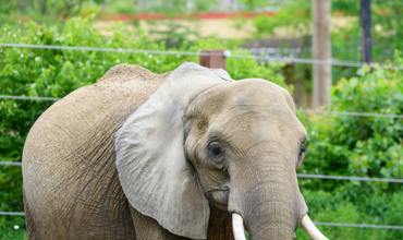 Animal encounters