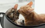 Cat tree perches