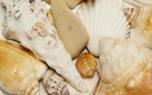 Seashells