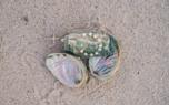Beach treasures