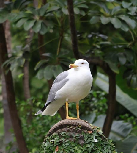 Bird watching overview