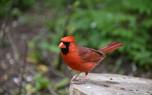 Bird identification