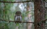 Bird photography