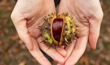 Choosing Conkers