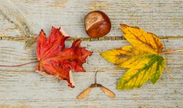 Preparing Conkers