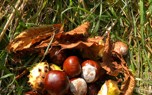 Conker Safety Goggles