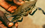 Bait preparation