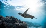 Dive planning
