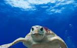 Night diving tips