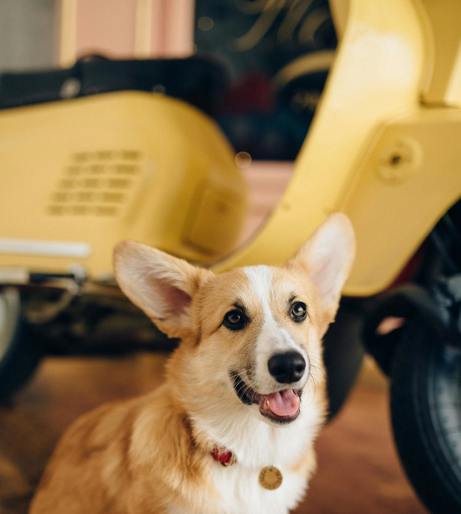 Dog scootering overview