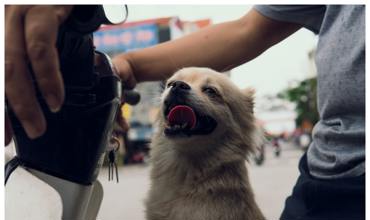 Dog harness