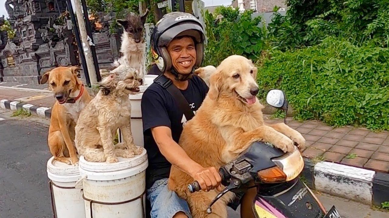 Dog Scootering