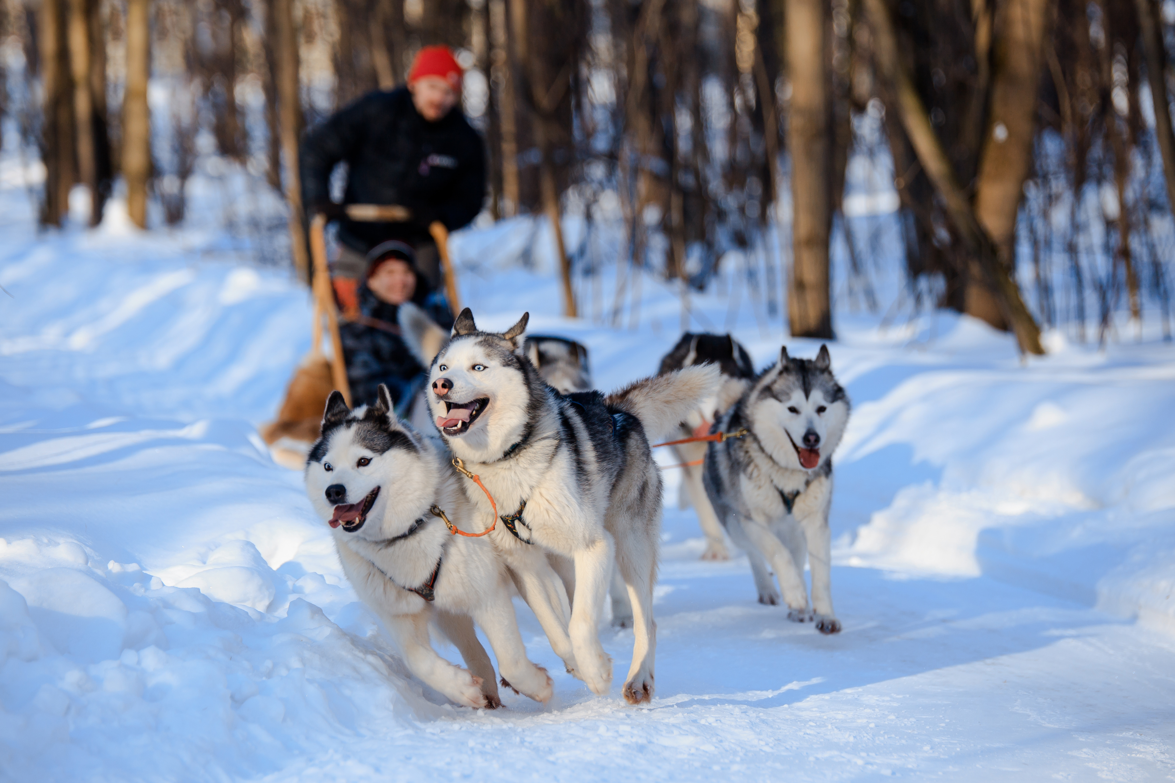Dog Sledding Holidays
