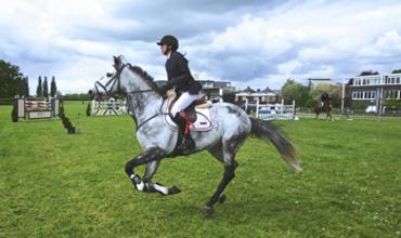 Bridles & Bits