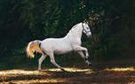 Horse grooming