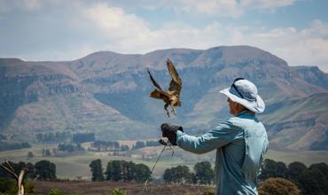 Handling and flying birds of prey