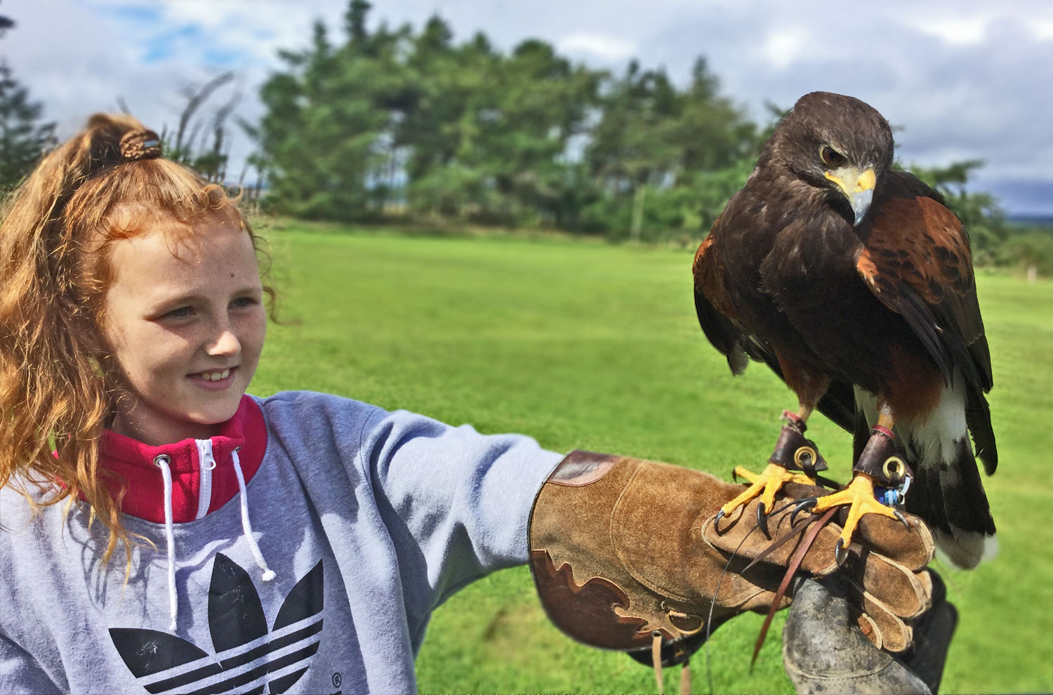 Falconry experience days
