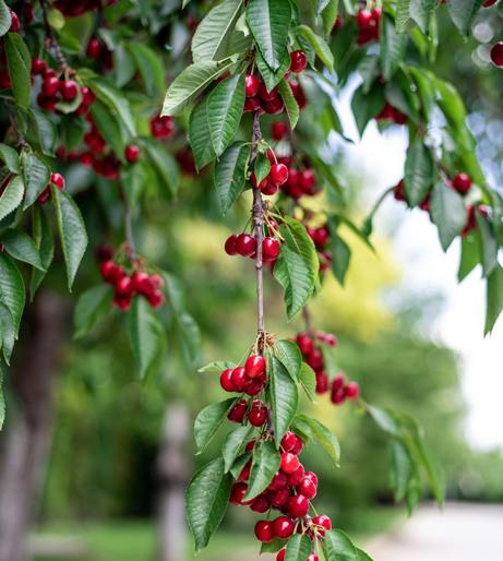 Fruit picking overview
