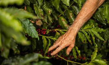 Ripeness indicators