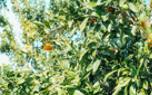 Berry picking