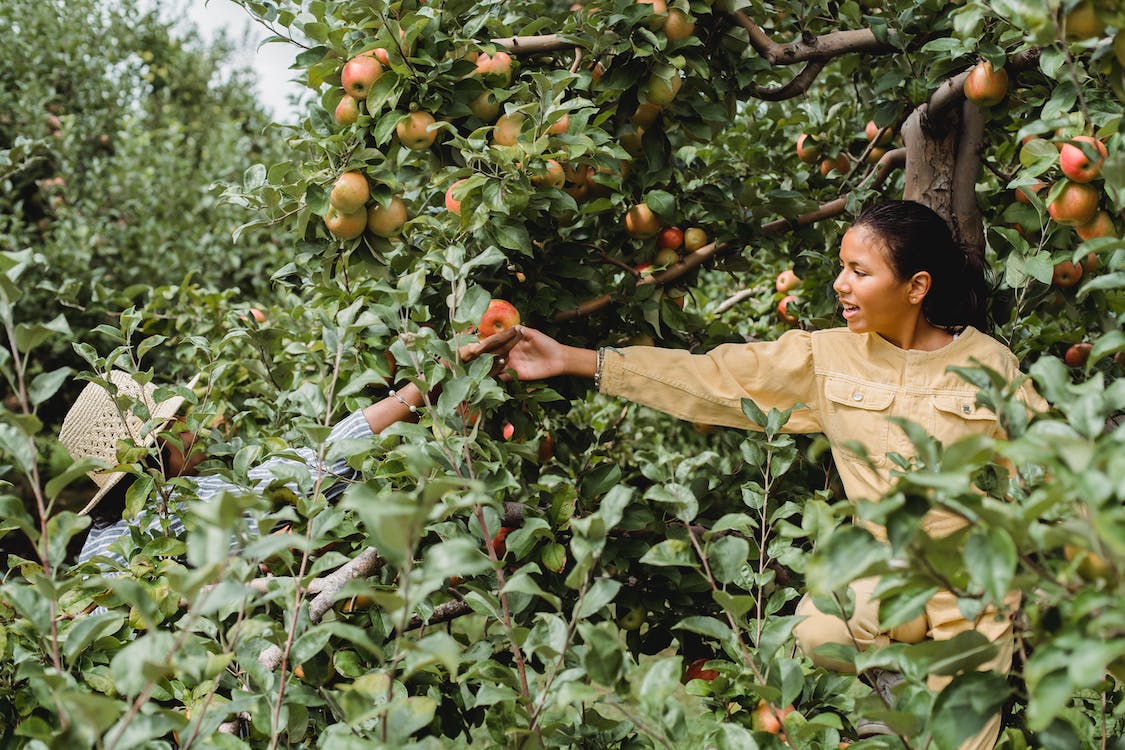 Fruit Picking