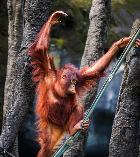 Go Ape High Wire Adventures overview