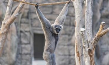 Tarzan swings