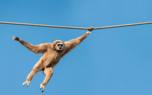 High wire course