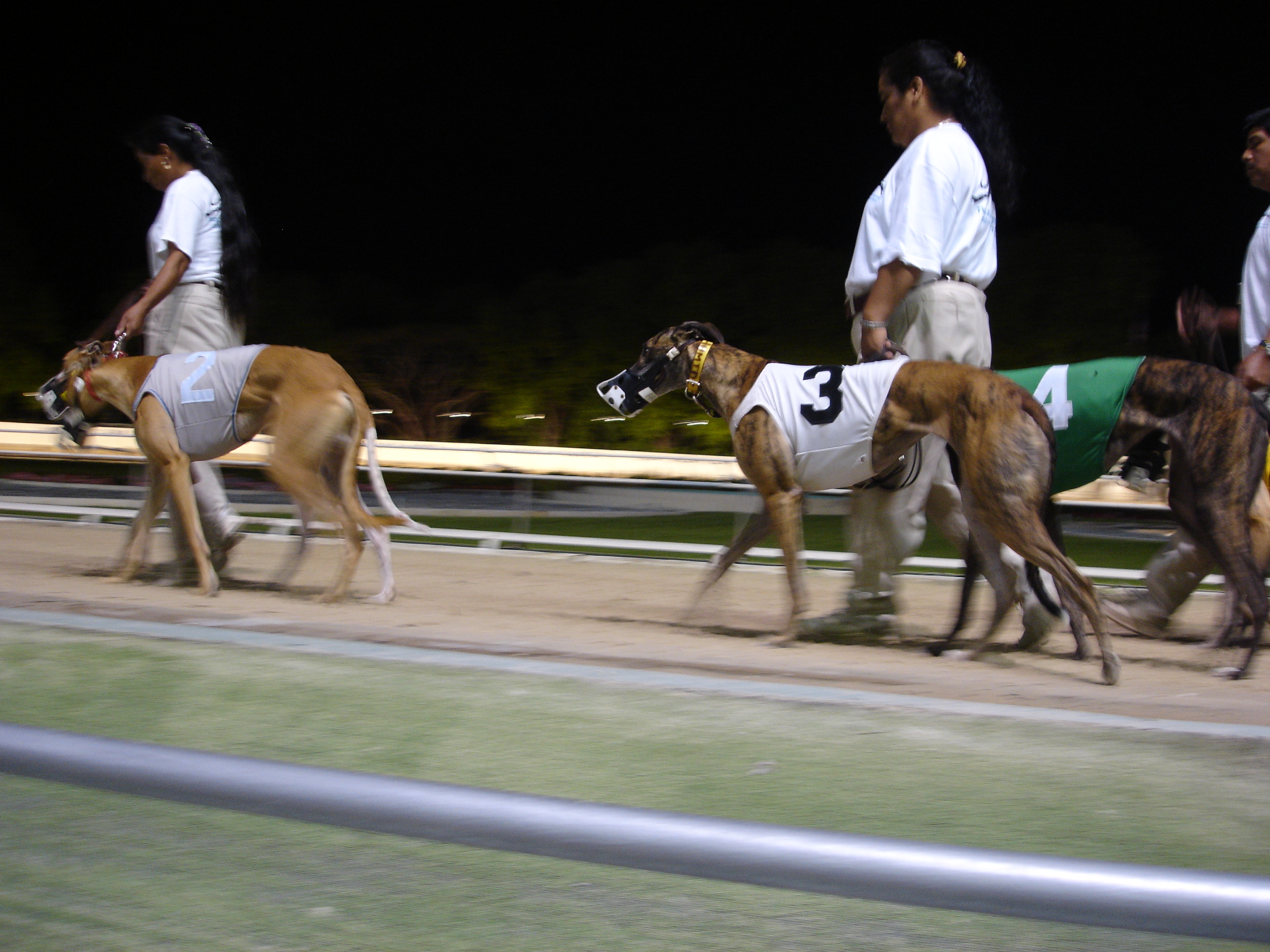 Greyhound Racing