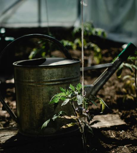 Grow your own vegetables overview