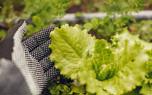 Harvesting vegetables
