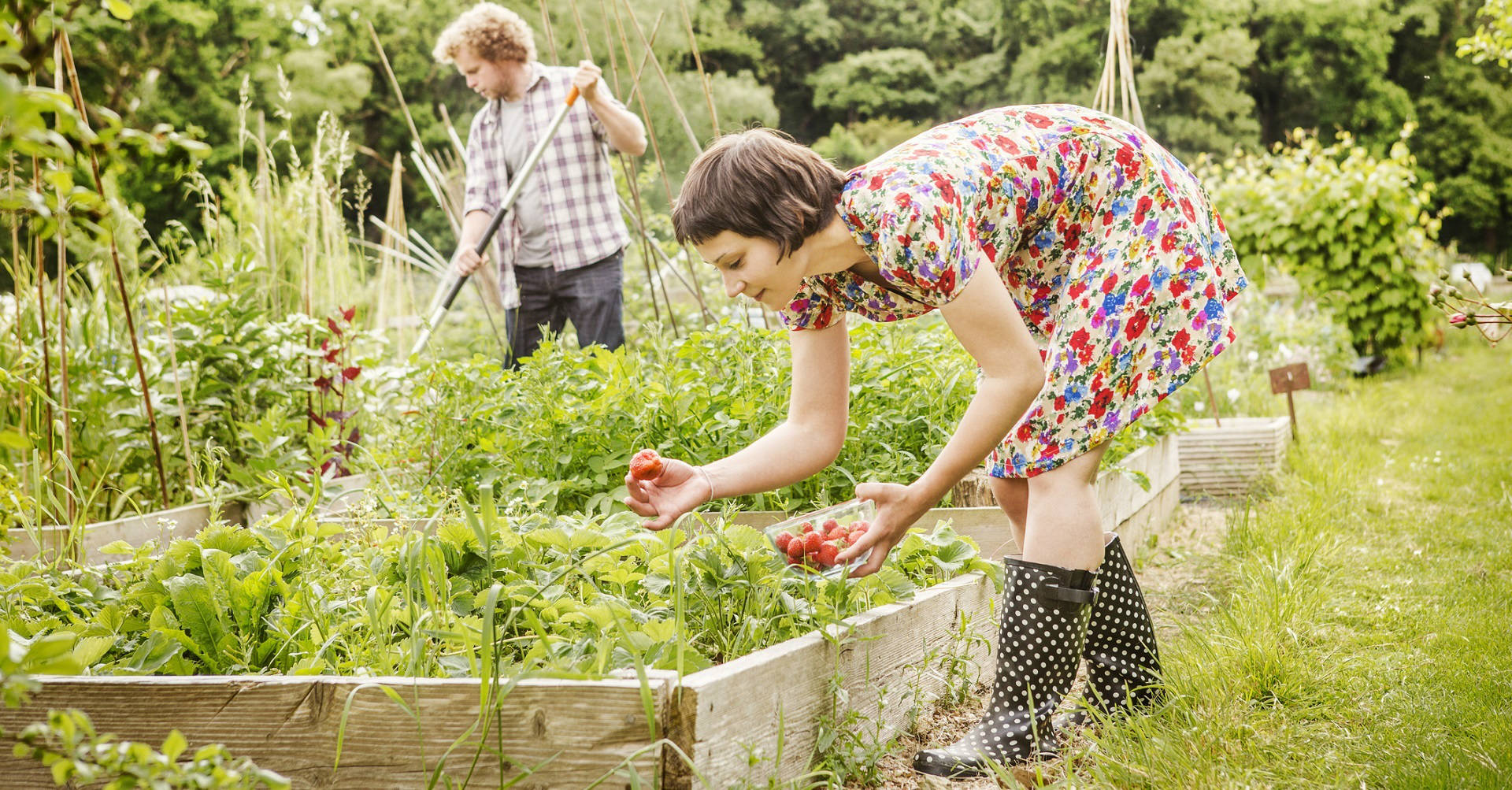 Grow Your Own Vegetables