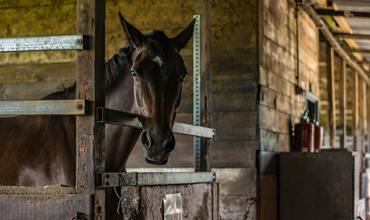 Horse feeding and nutrition
