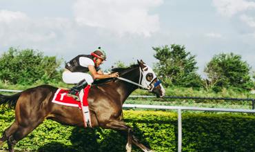 Horse breeds