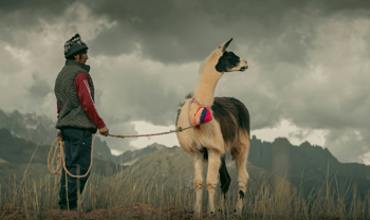 Llama trekking terrain