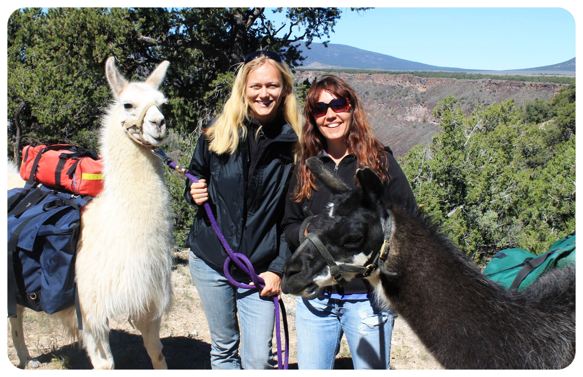 Llama trekking