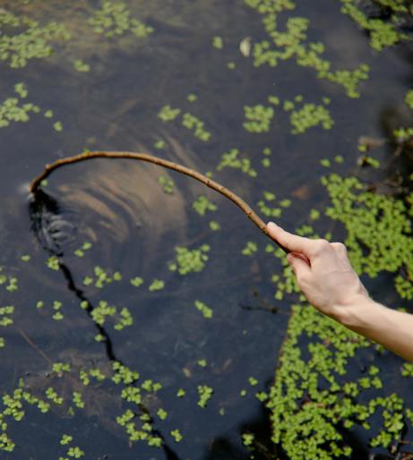 Pond dipping overview