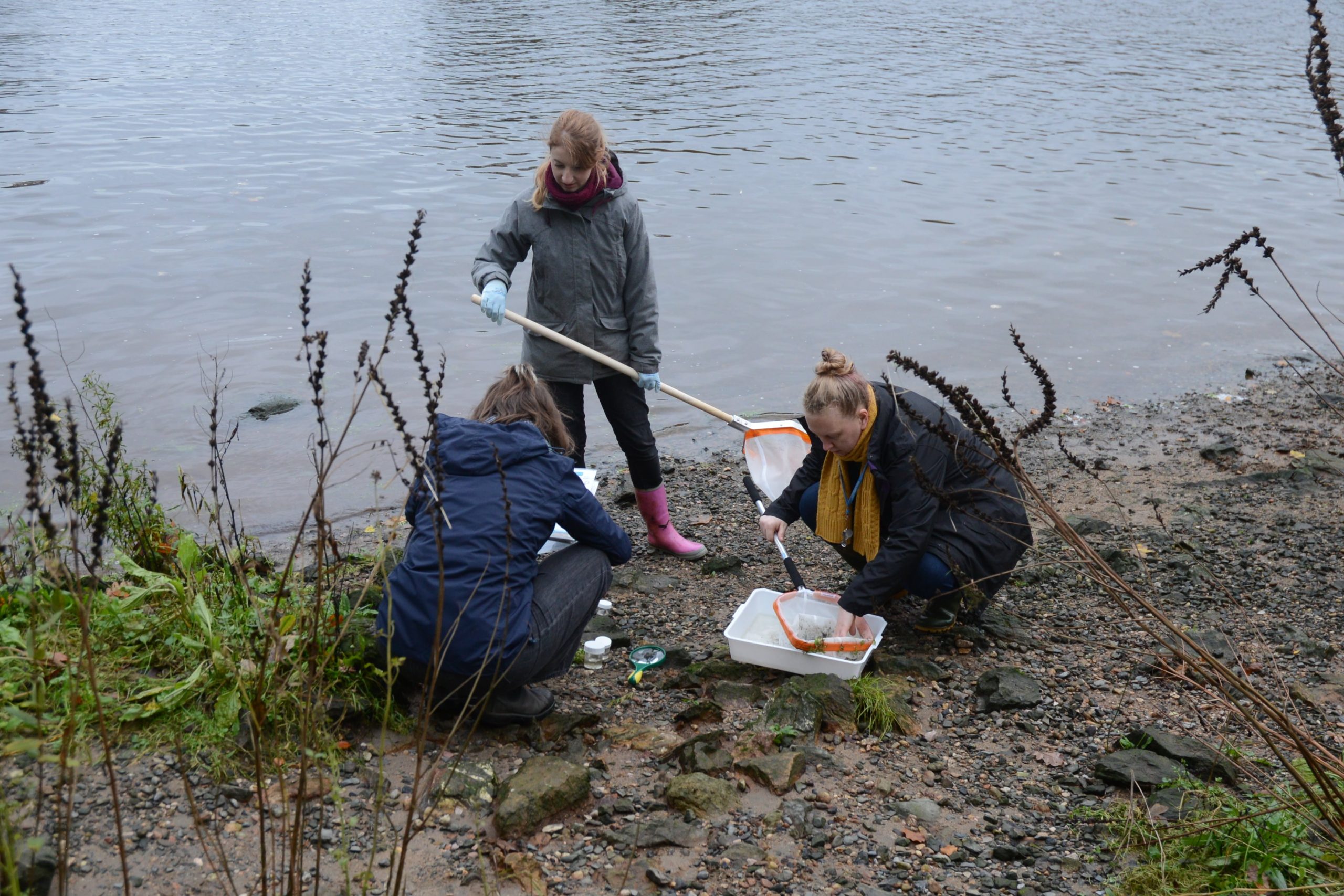 Pond Dipping