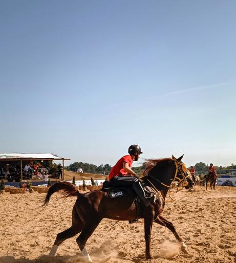 Show jumping overview