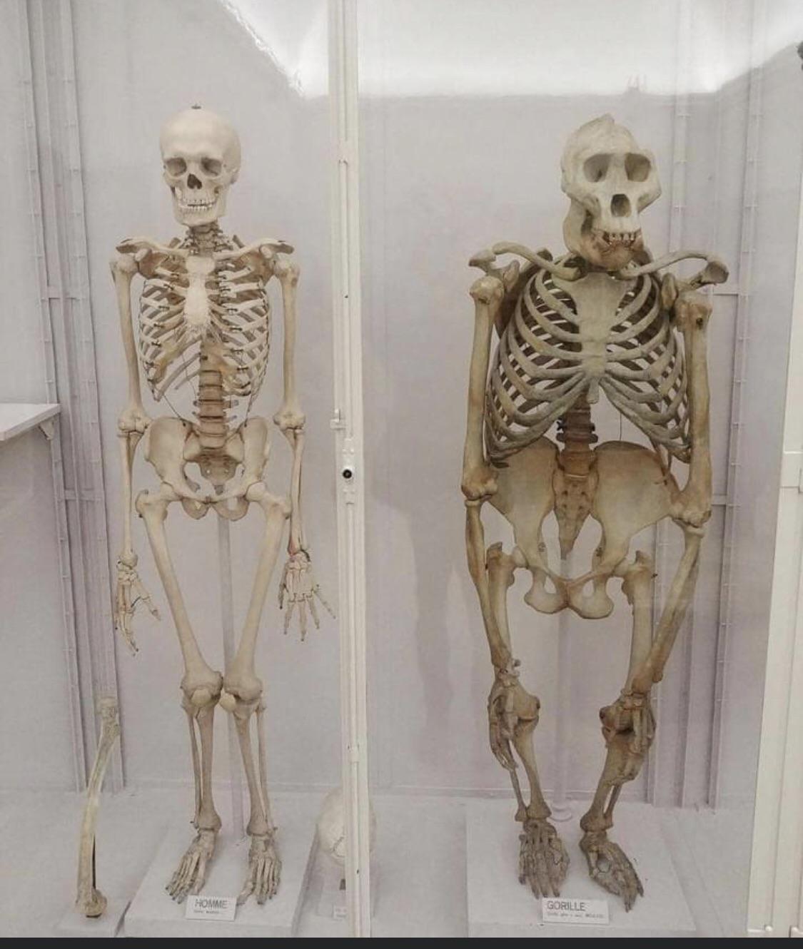 Skeleton Bob