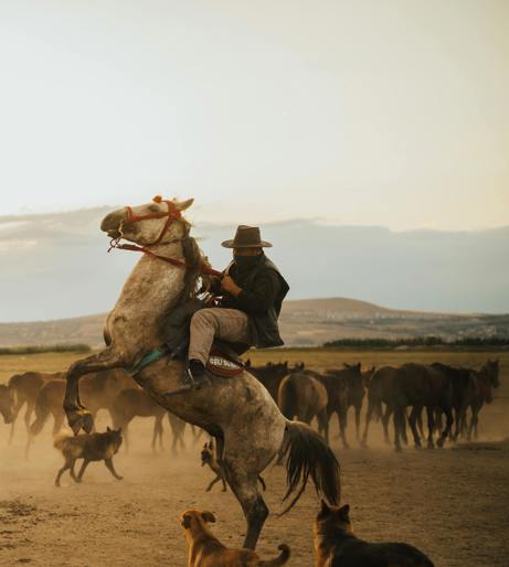 Skijoring with dogs and horses