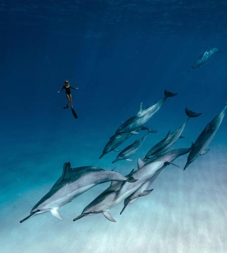 Swimming with dolphins outdoors