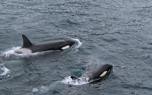 Coastal bay encounter