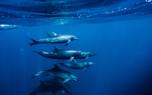 Dolphin pod
