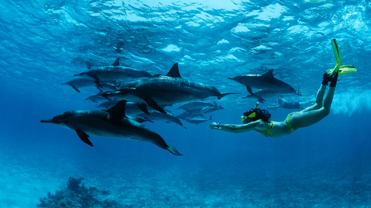 Swimming with dolphins