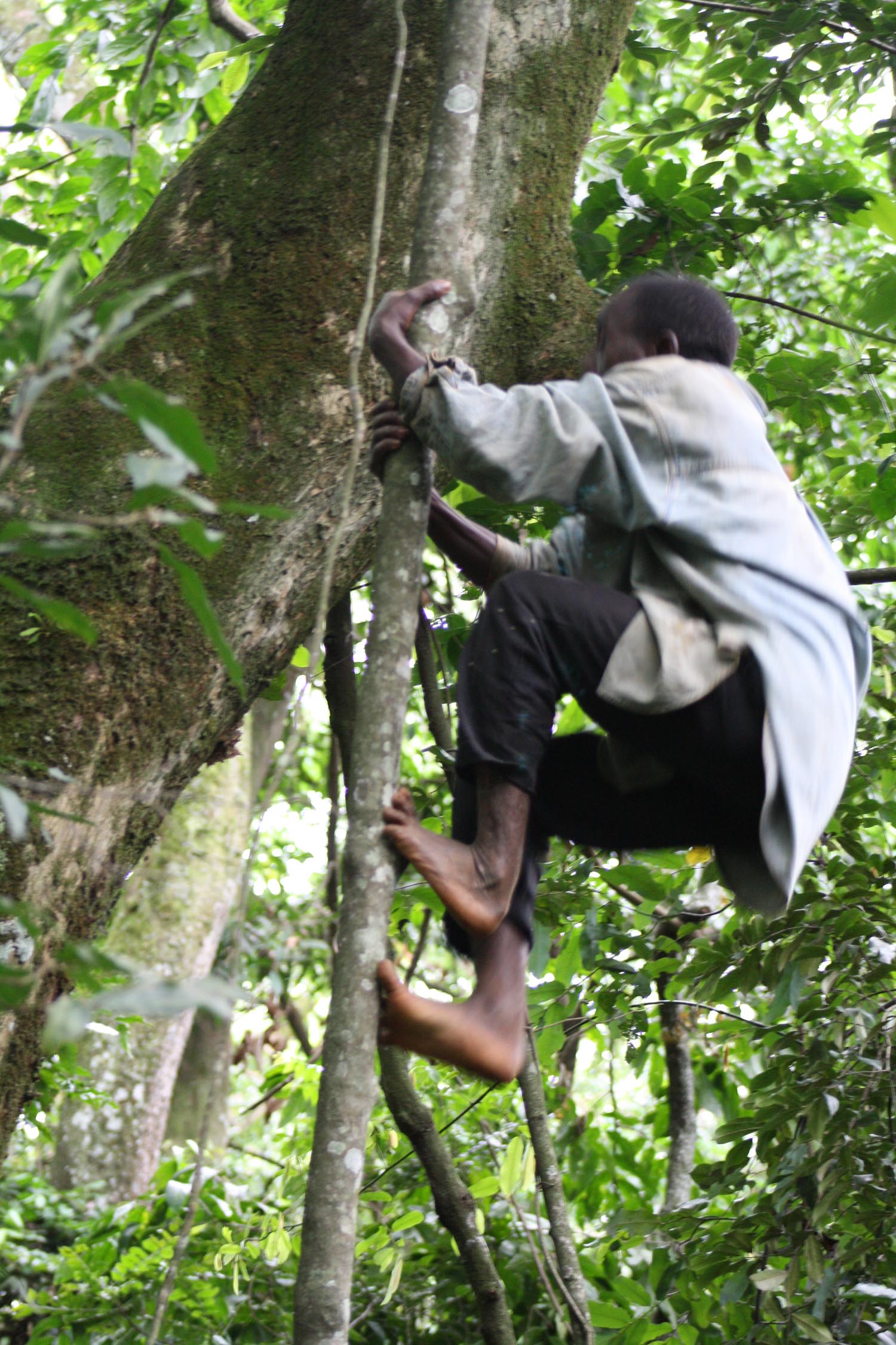 Tree Climbing
