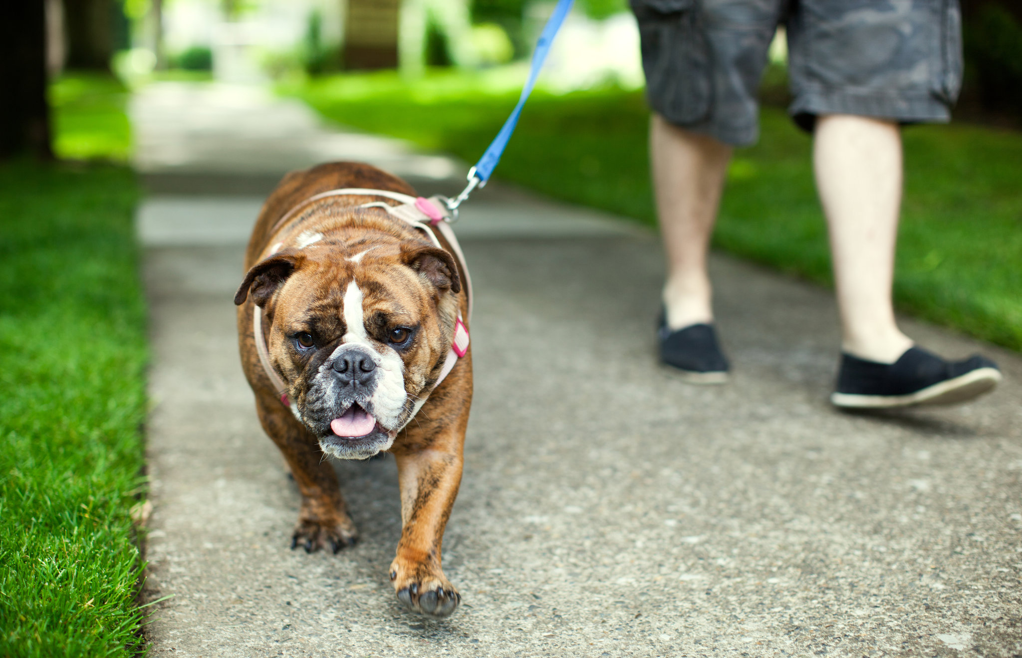 Walk the dog