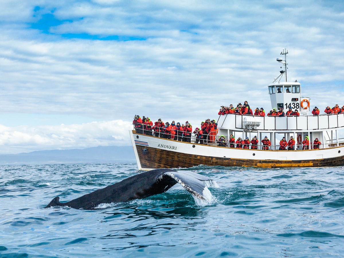 Whale Watching Holidays