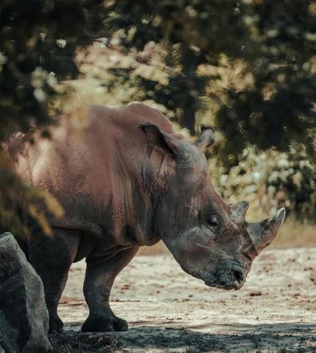 Wildlife conservation overview