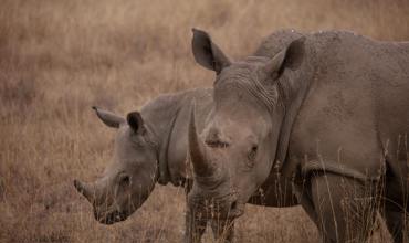 Anti-poaching efforts